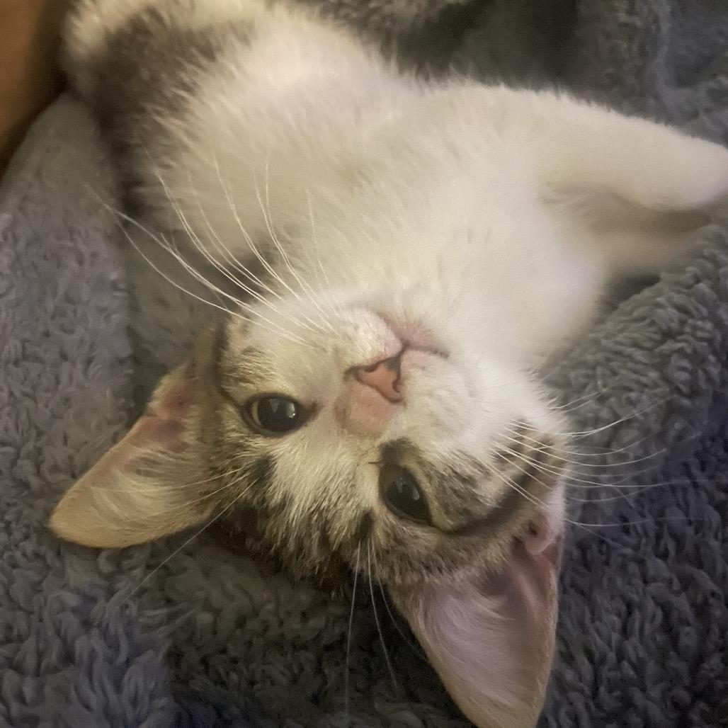 Enlarge Kat, a Adoptable Domestic Short Hair in South Haven, MI image 5/6