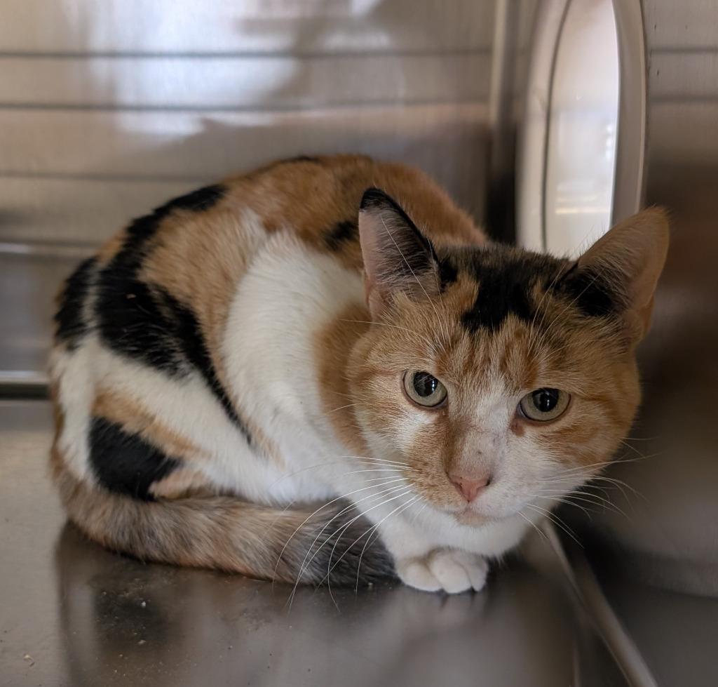 Enlarge Rugz, a Adoptable mixed breed in Havre, MT image 1/2