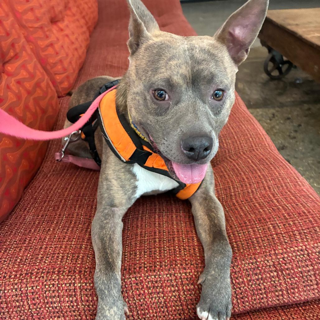 Bridge, Adoptable, Adult Male Mixed Breed.