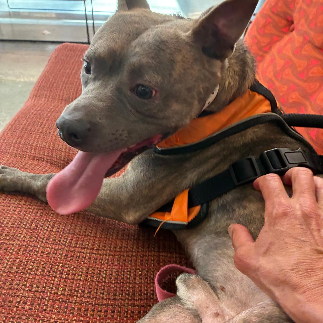 Enlarge Bridge, a Adoptable Mixed Breed in Memphis, TN image 2/5