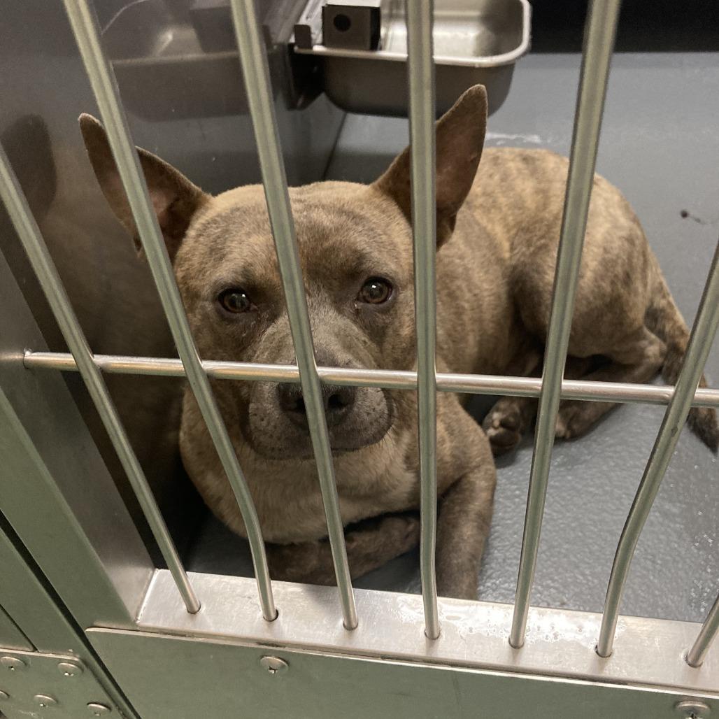 Enlarge Bridge, a Adoptable Mixed Breed in Memphis, TN image 3/5