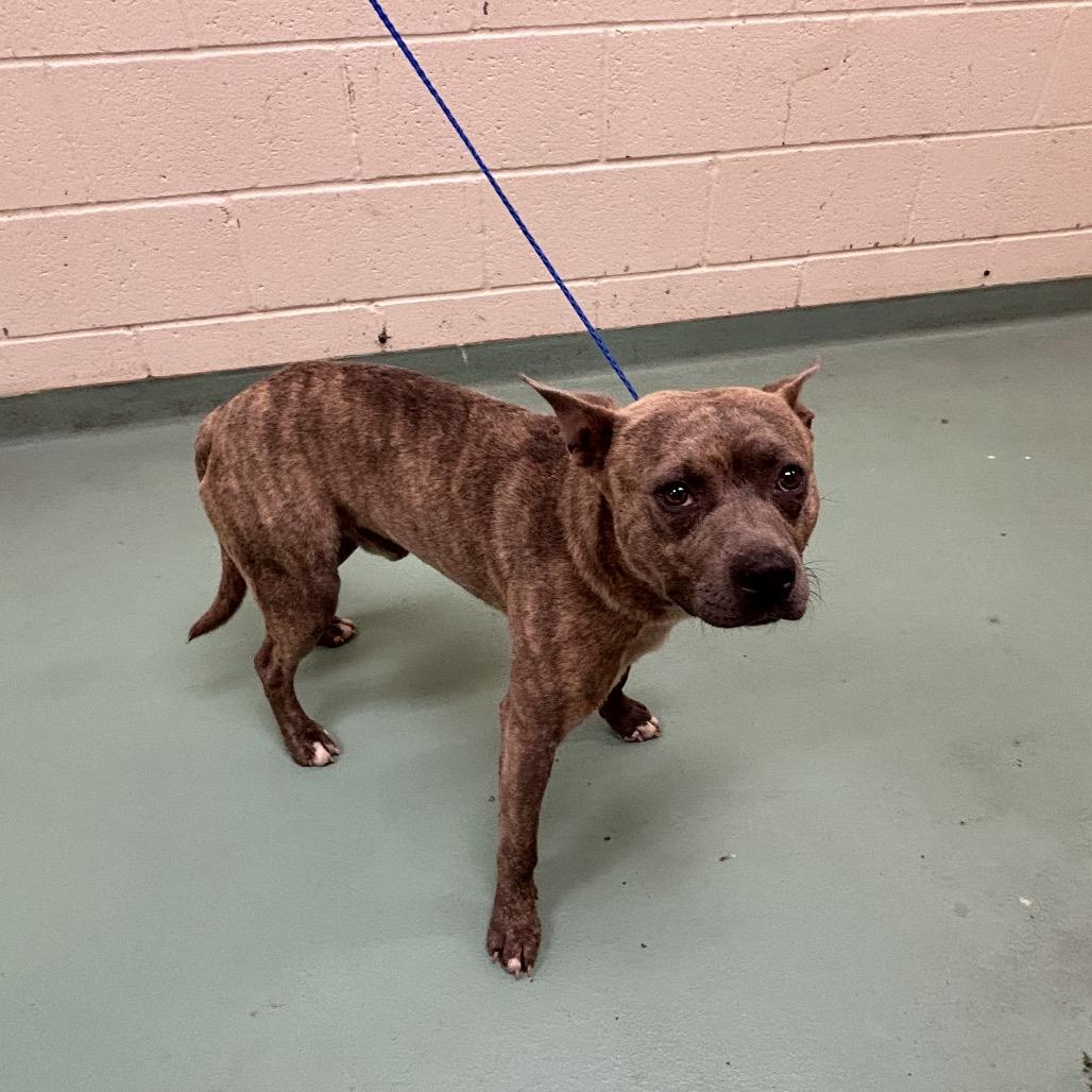 Enlarge Bridge, a Adoptable Mixed Breed in Memphis, TN image 4/5