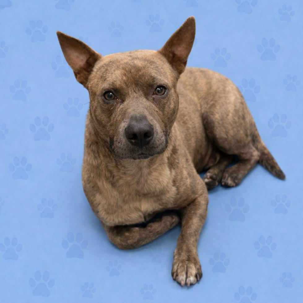 Enlarge Bridge, a Adoptable Mixed Breed in Memphis, TN image 5/5