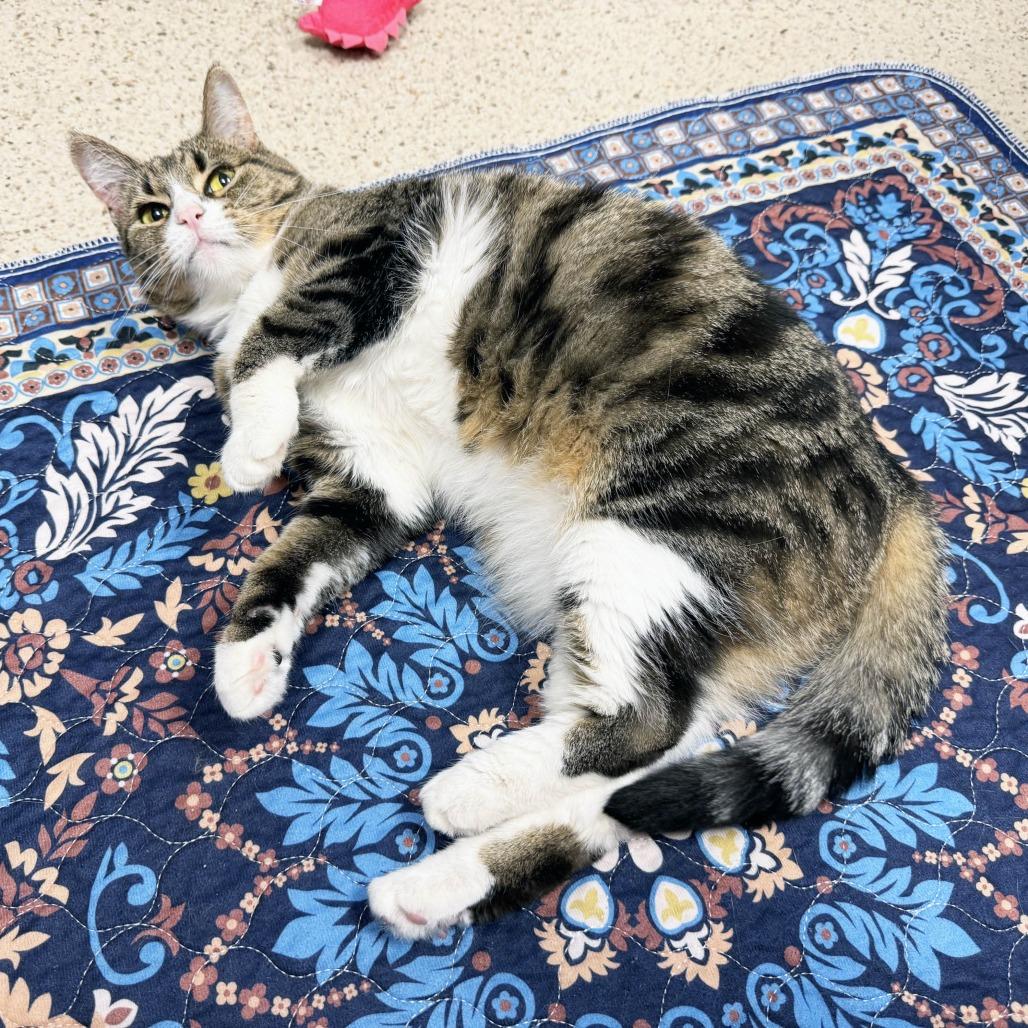Mamacita, Adoptable, Senior Female Domestic Short Hair.