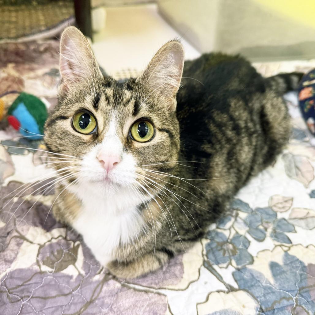 Mamacita, Adoptable, Senior Female Domestic Short Hair.