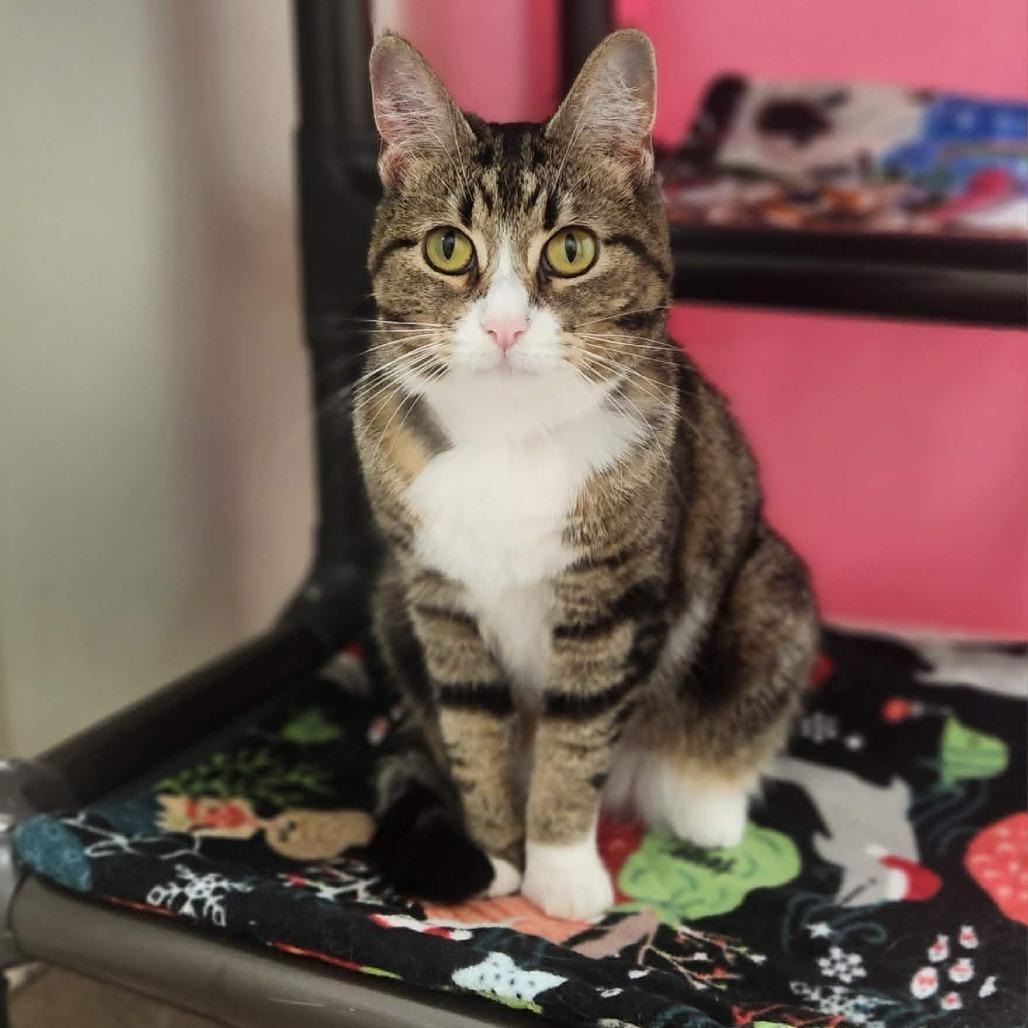 Mamacita, a Adoptable Domestic Short Hair in Oshkosh, WI image 2/4