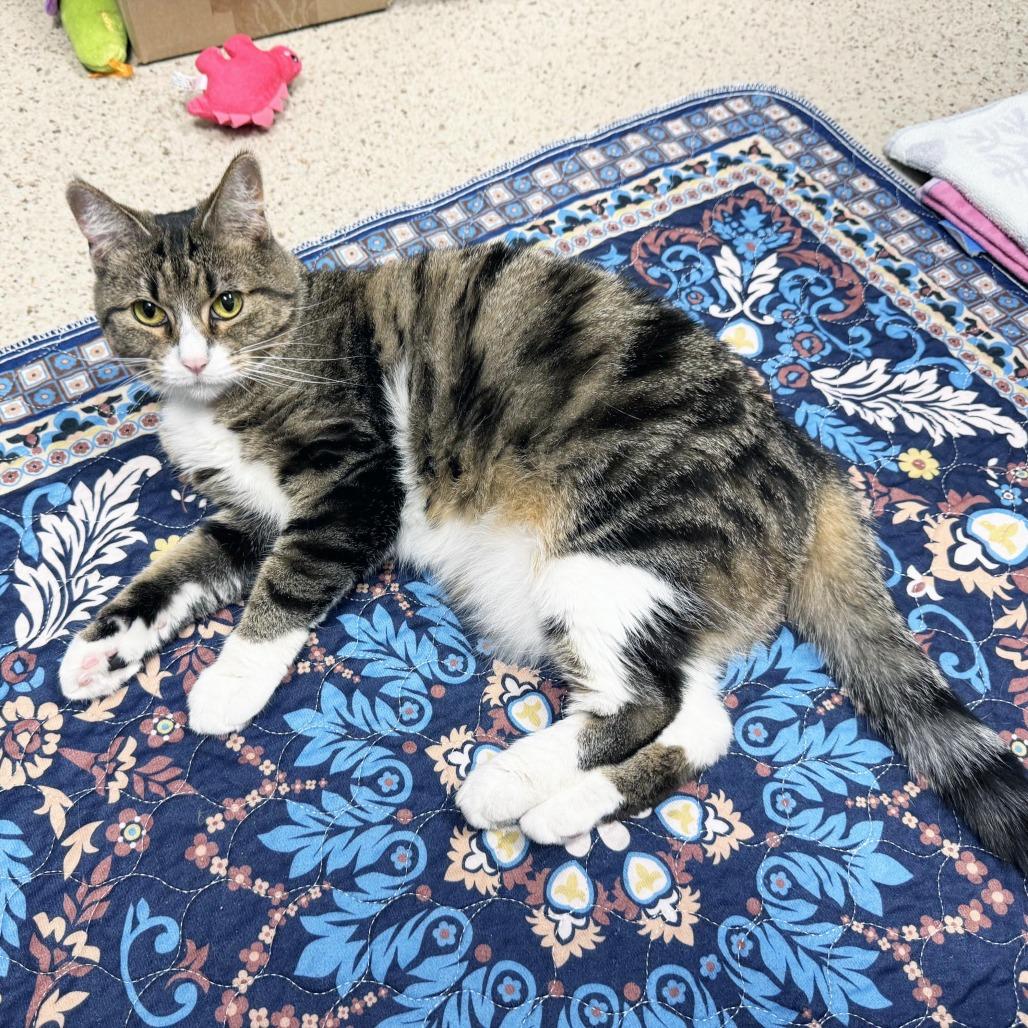 Enlarge Mamacita, a Adoptable Domestic Short Hair in Oshkosh, WI image 4/6