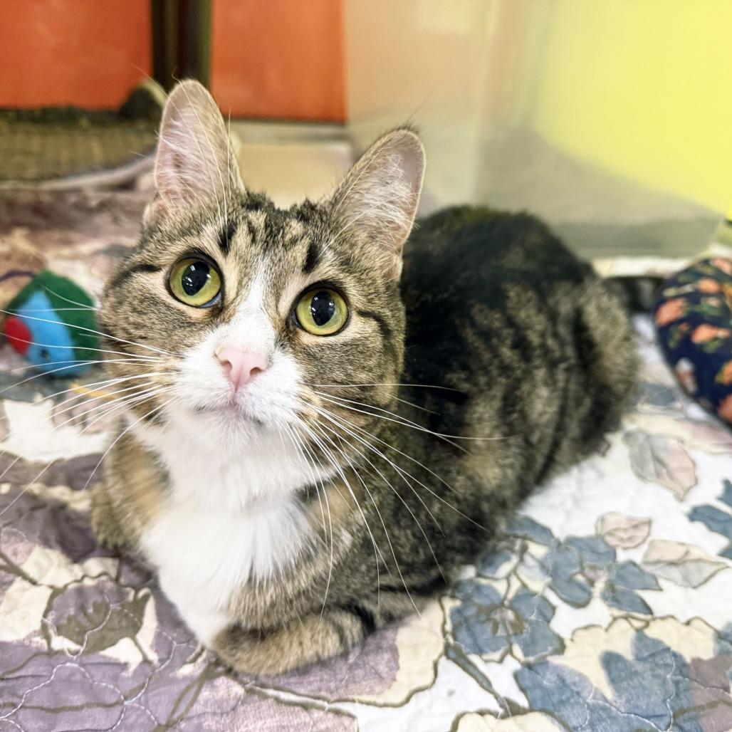 Mamacita, a Adoptable Domestic Short Hair in Oshkosh, WI image 3/4