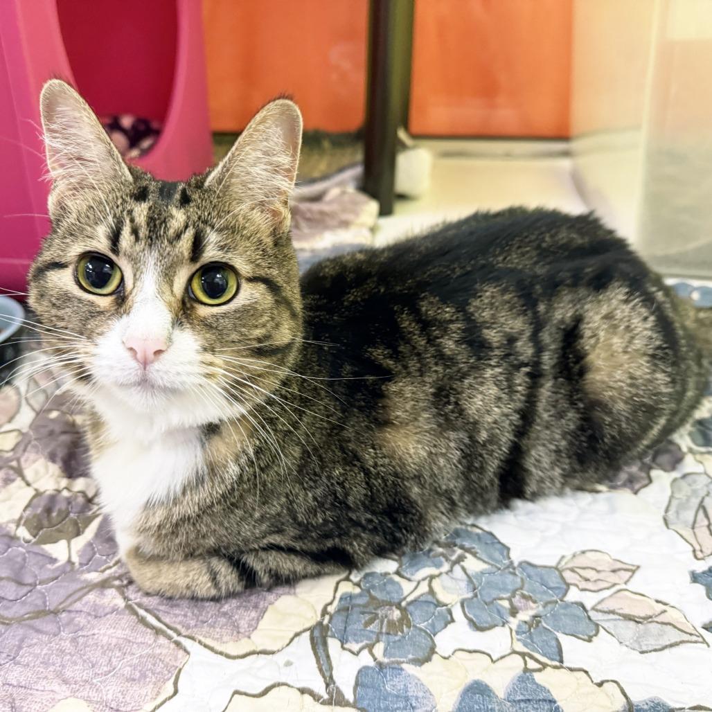 Mamacita, a Adoptable Domestic Short Hair in Oshkosh, WI image 4/4