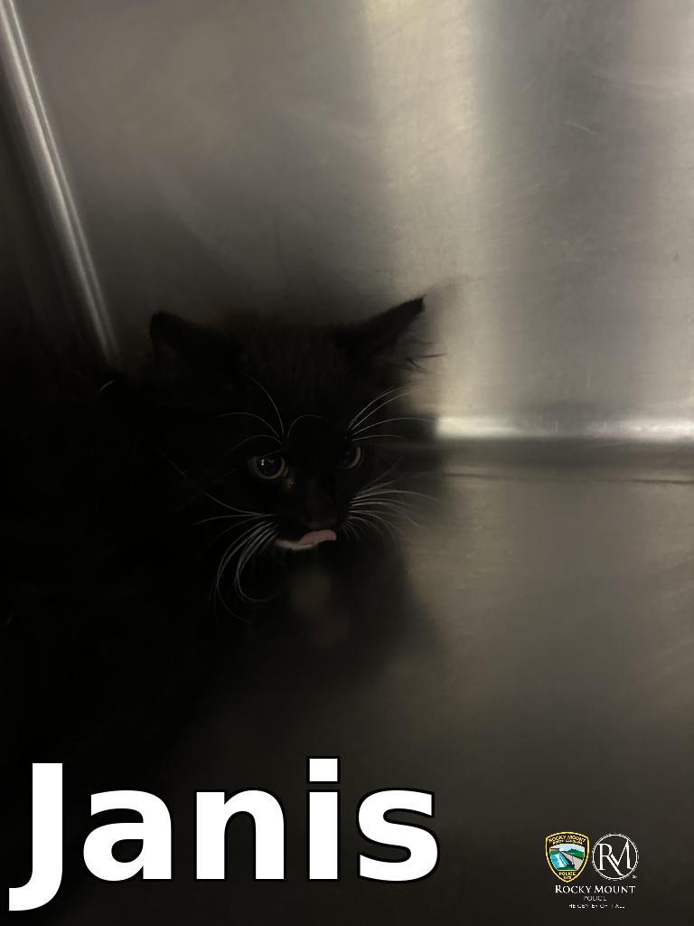 Janis, a Adoptable mixed breed in Rocky Mount, NC image 2/3
