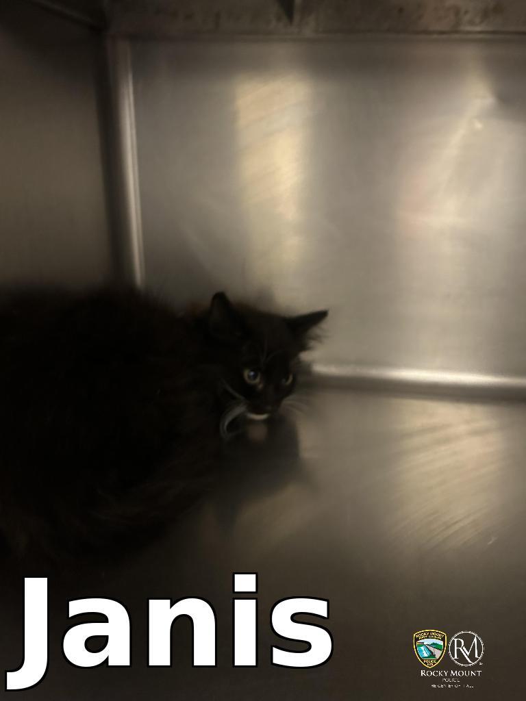 Janis, a Adoptable mixed breed in Rocky Mount, NC image 3/3