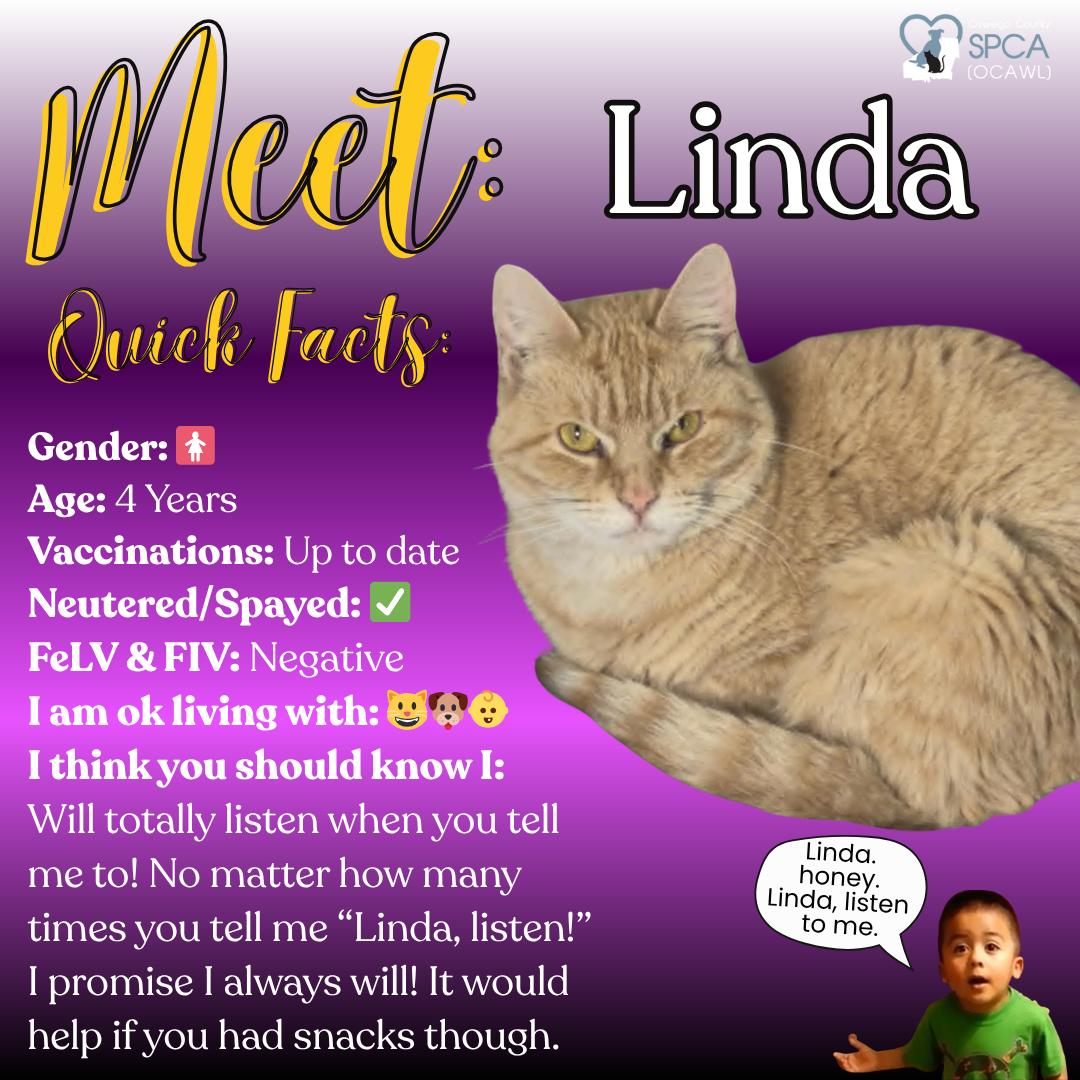 Linda, Adoptable, Adult Female Domestic Medium Hair.
