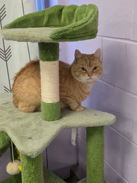 Enlarge Linda, an adopted Domestic Medium Hair in Fulton, NY image 3/3