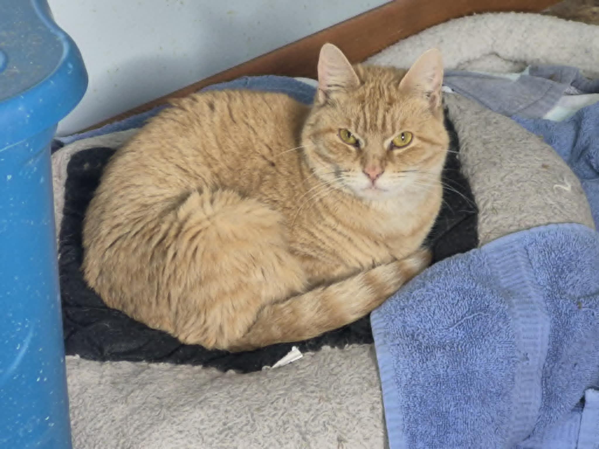 Enlarge Linda, a Adoptable Domestic Medium Hair in Fulton, NY image 2/2