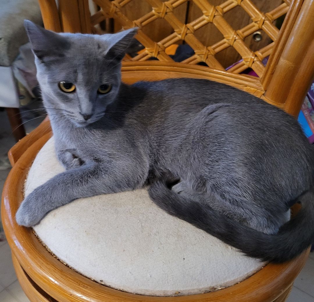 Luke (Bonded Pair with Leia), Adoptable, Young Male American Shorthair.