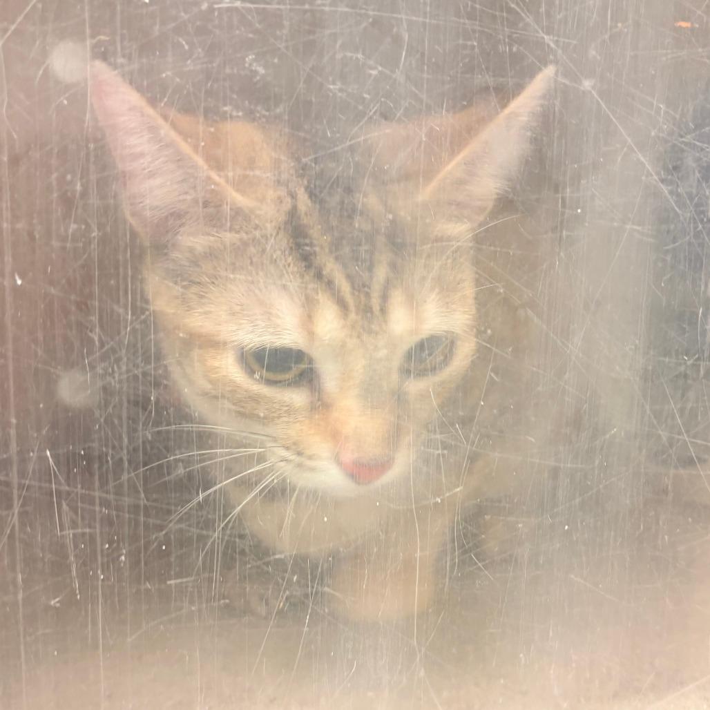 Caramella, Adoptable, Young Female Domestic Short Hair.