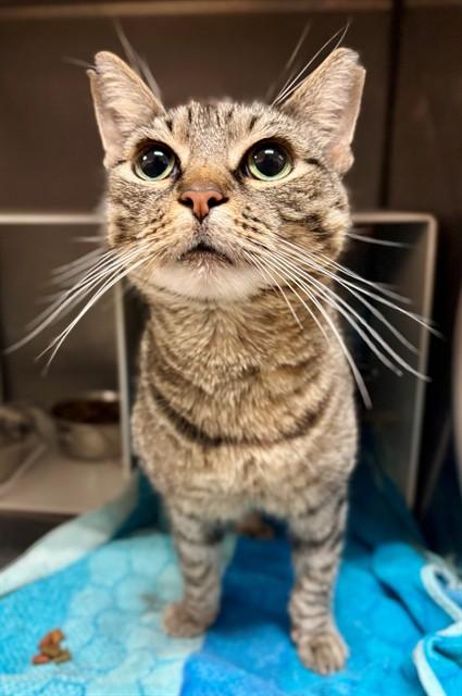 Enlarge POPSY, a Adoptable Domestic Short Hair in York, SC image 1/1