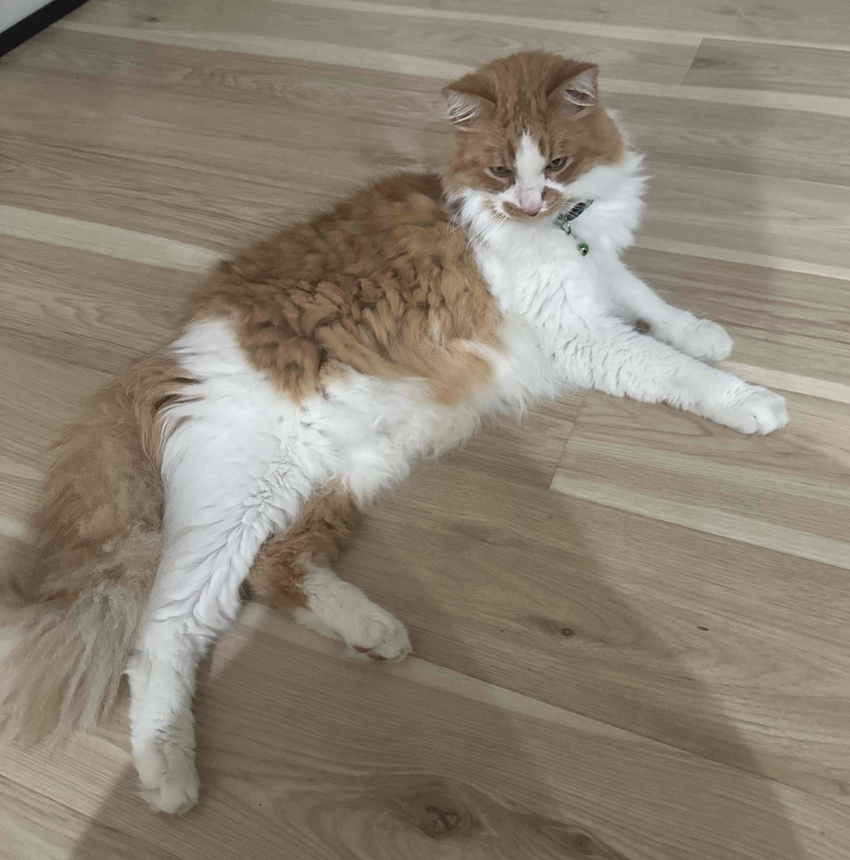 Pumpkin, a Adoptable mixed breed image 1/2