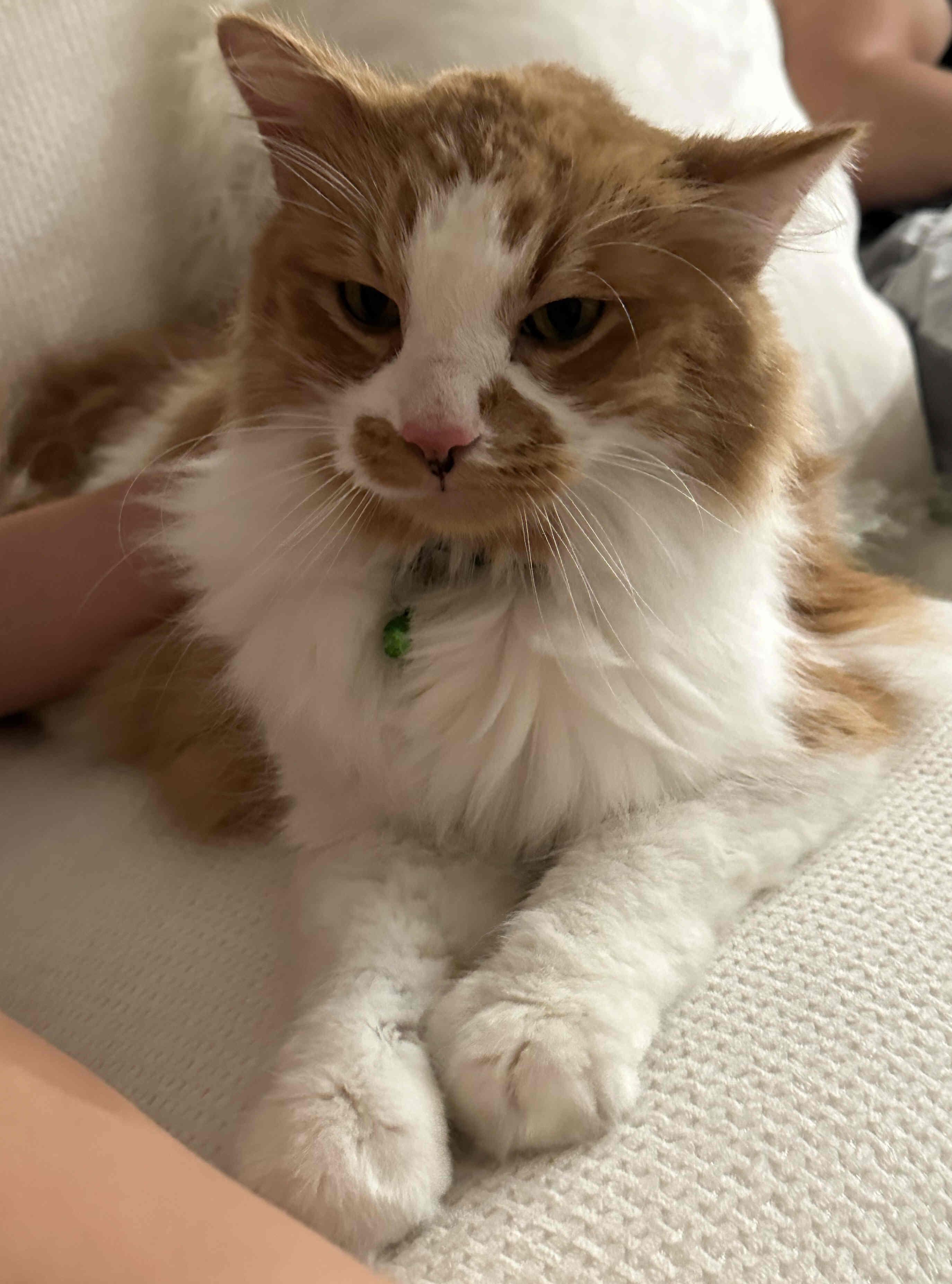 Pumpkin, a Adoptable mixed breed image 2/2