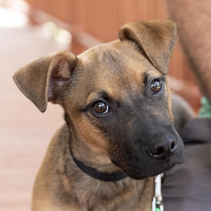 Rambo, an adopted Shepherd in Slidell, LA image 1/2