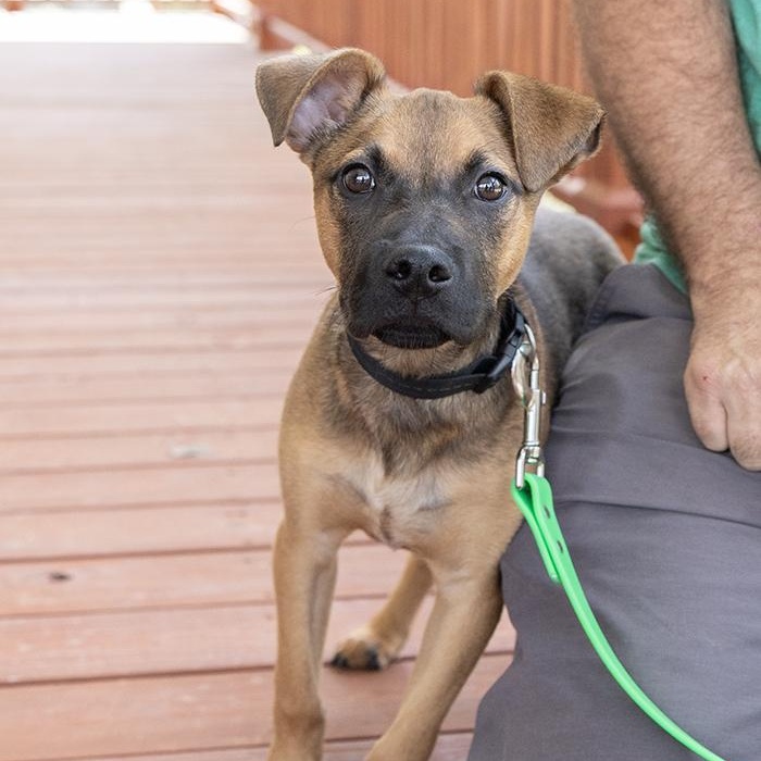 Rambo, an adopted Shepherd in Slidell, LA image 2/2