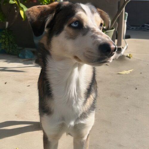 Enlarge BUBBLES, a Adoptable mixed breed in San Juan Capistrano, CA image 2/6