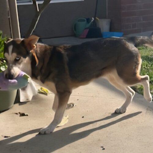 Enlarge BUBBLES, a Adoptable mixed breed in San Juan Capistrano, CA image 6/6