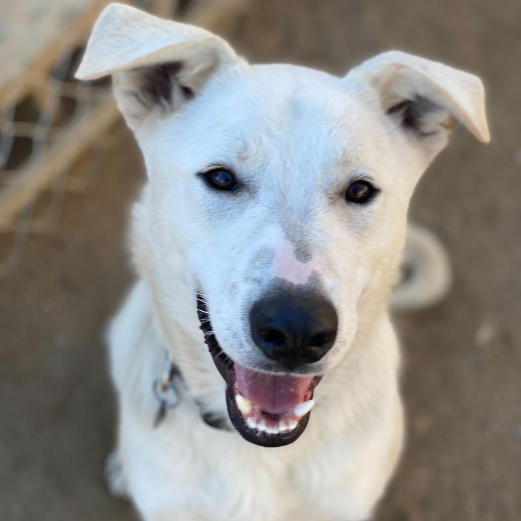 Joey, Adoptable, Young Male Shepherd & Mixed Breed.