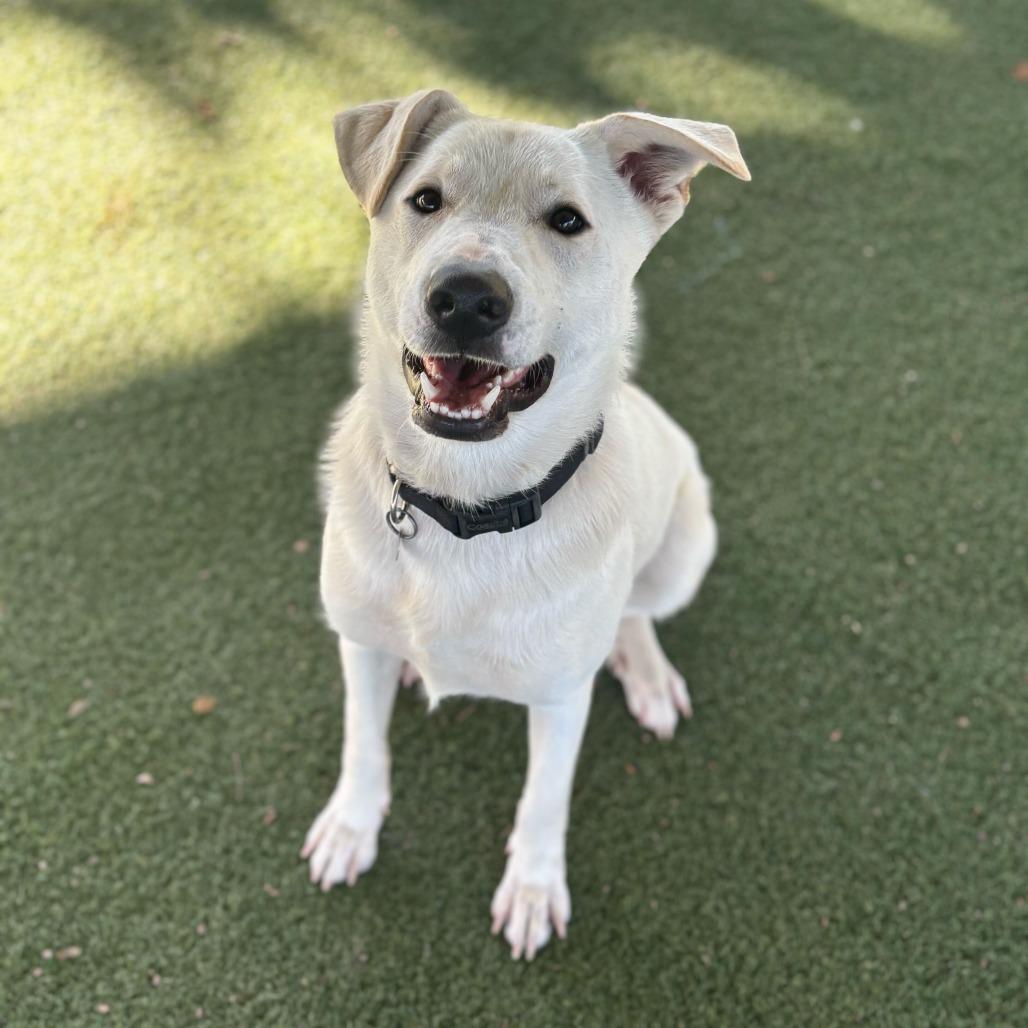 Enlarge Joey, a Adoptable mixed breed in Riverside, CA image 2/6