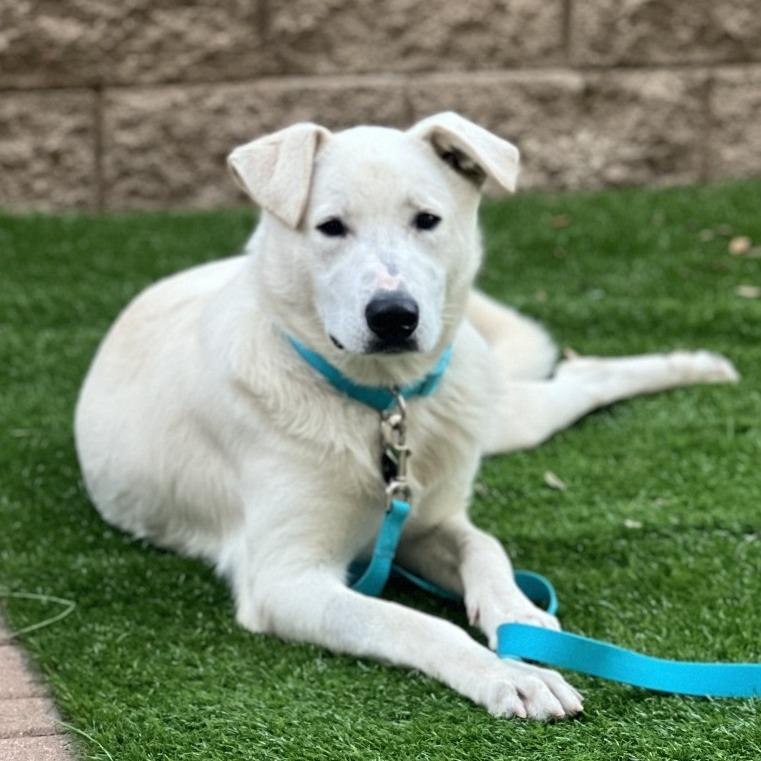 Enlarge Joey, a Adoptable mixed breed in Riverside, CA image 4/6