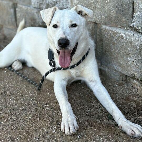 Enlarge Joey, a Adoptable mixed breed in Riverside, CA image 5/6