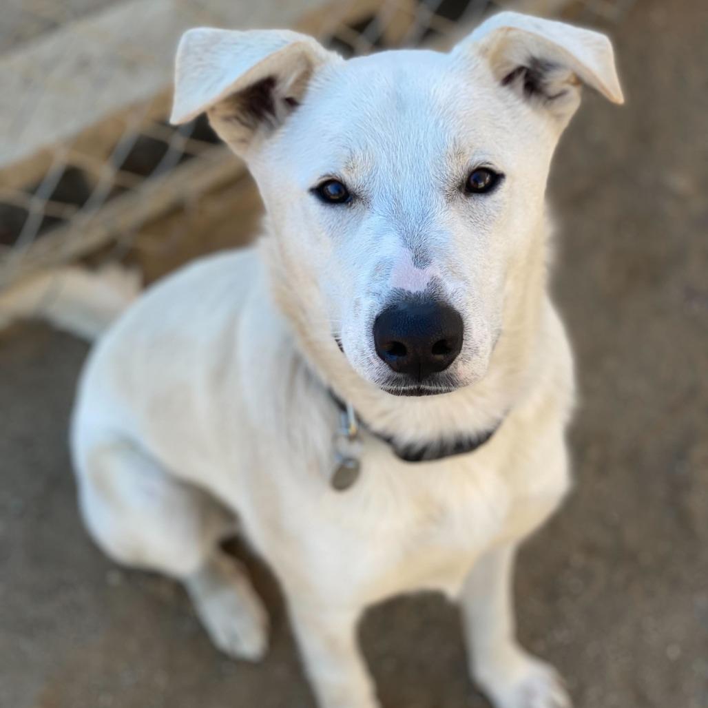 Enlarge Joey, a Adoptable mixed breed in Riverside, CA image 6/6