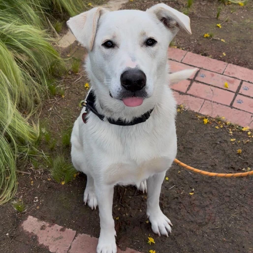 Enlarge Joey, a Adoptable mixed breed in Riverside, CA image 6/6