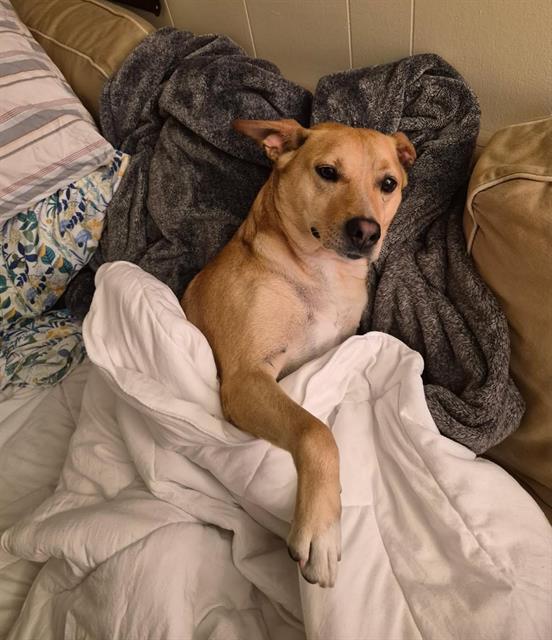 Enlarge GRIFFIN, a Adoptable mixed breed in Chula Vista, CA image 1/1