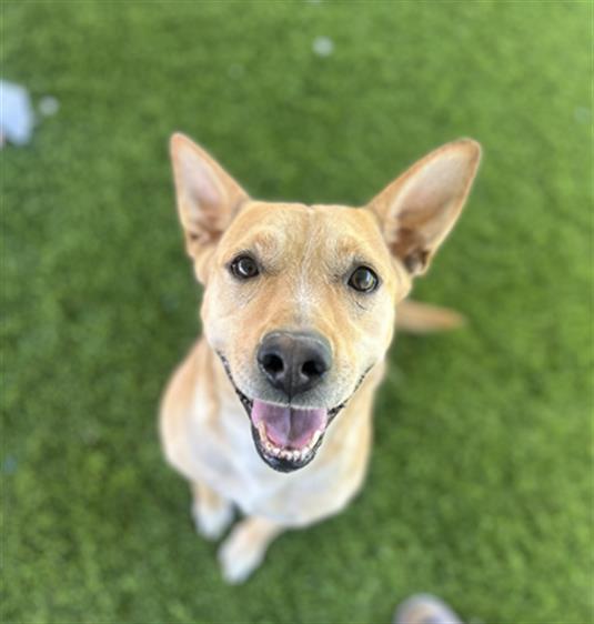 GRIFFIN, Adoptable, Adult Male Terrier & Mixed Breed.