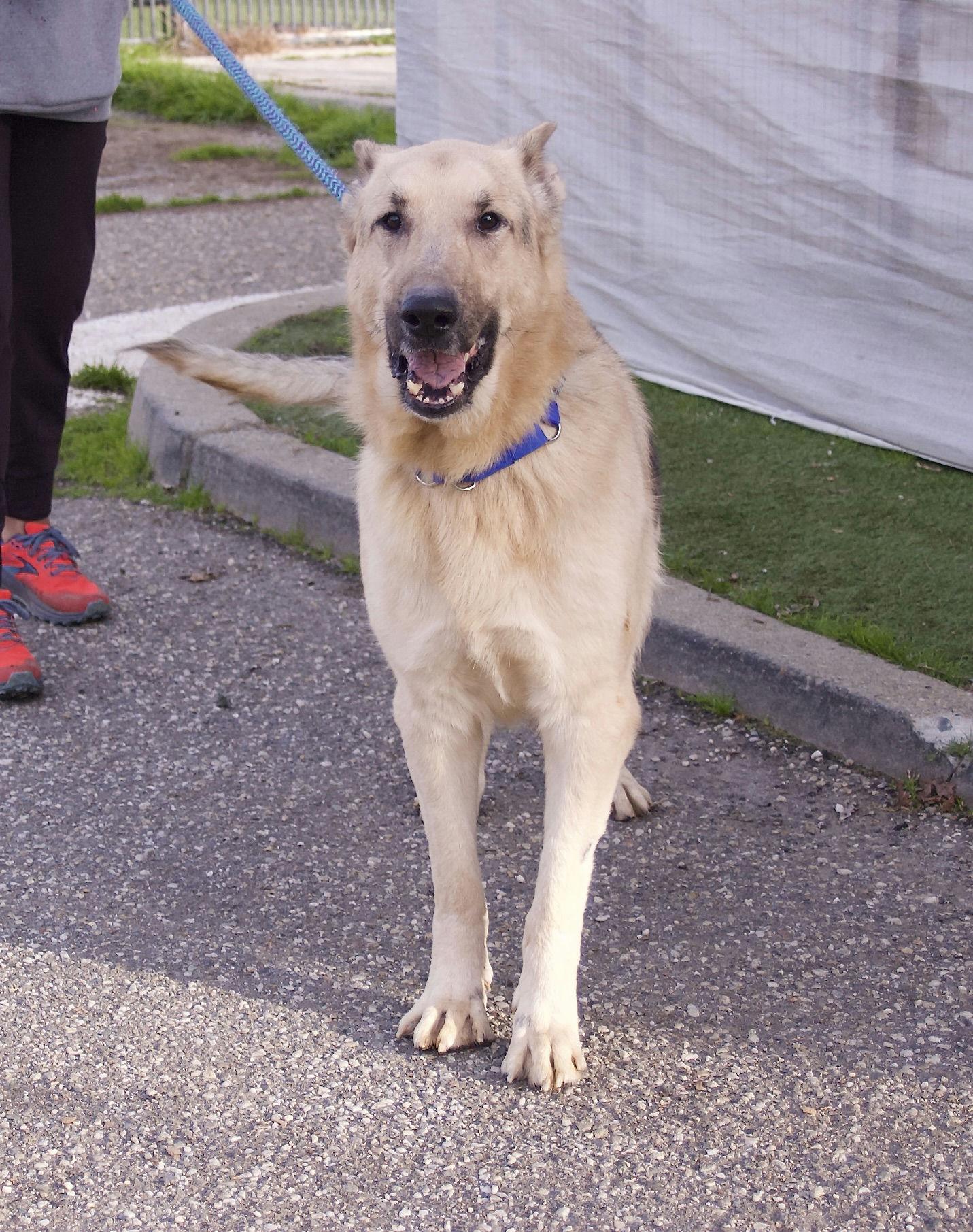 Enlarge Keenan, an adoptable Shepherd in Grass Valley, CA image 4/4