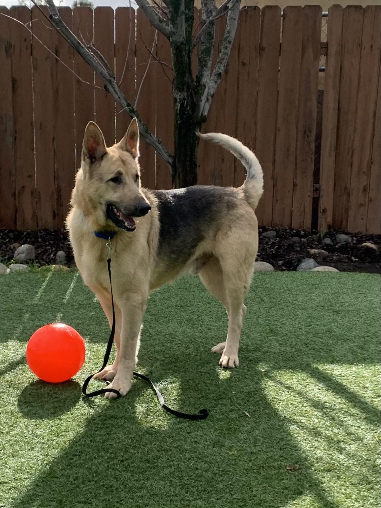 Enlarge Keenan, an adoptable Shepherd in Grass Valley, CA image 5/6
