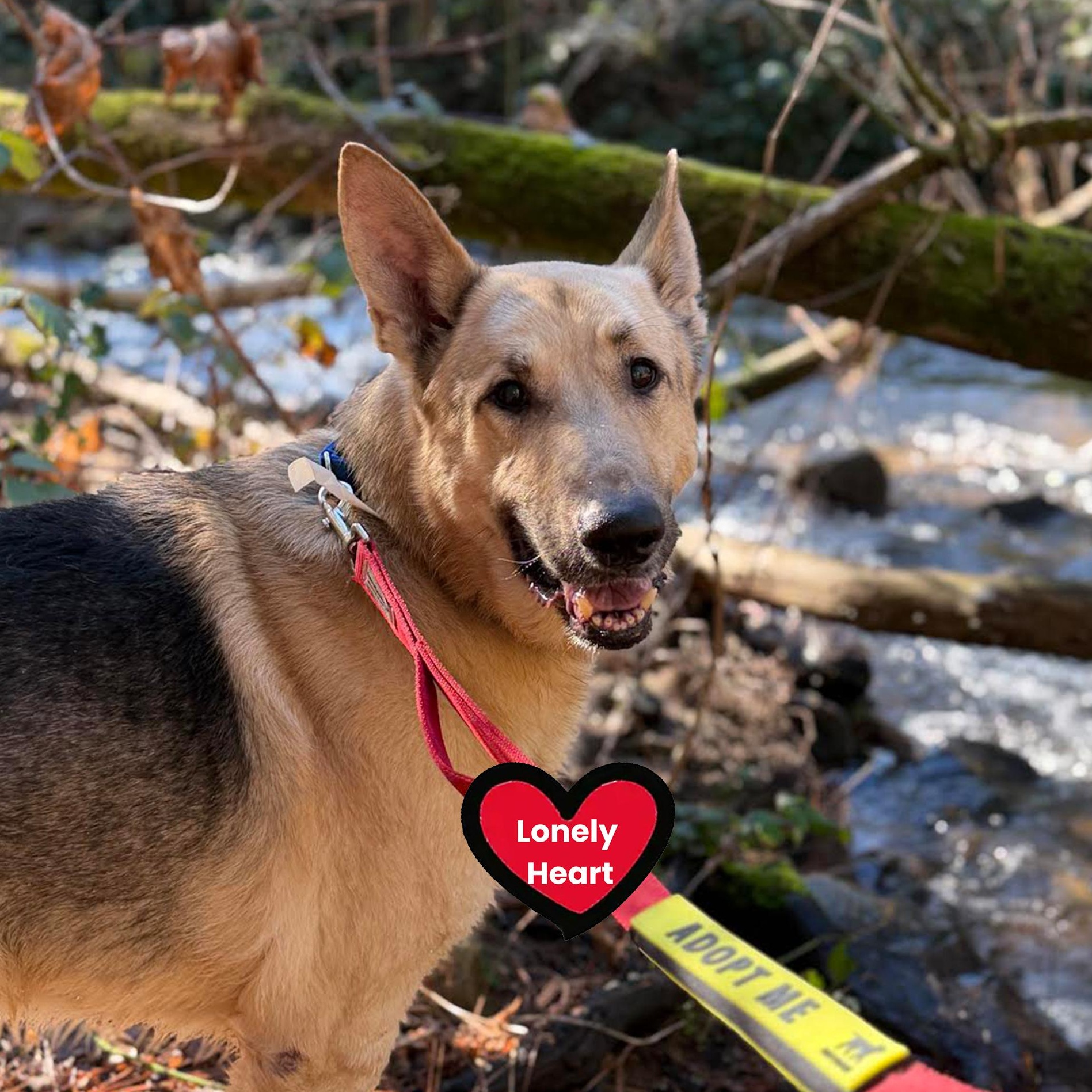 Enlarge Keenan, an adoptable Shepherd in Grass Valley, CA image 1/6