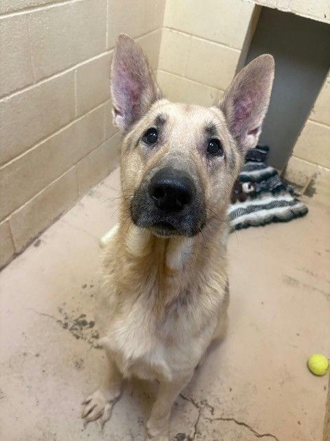 Enlarge Keenan, an adoptable Shepherd in Grass Valley, CA image 1/4