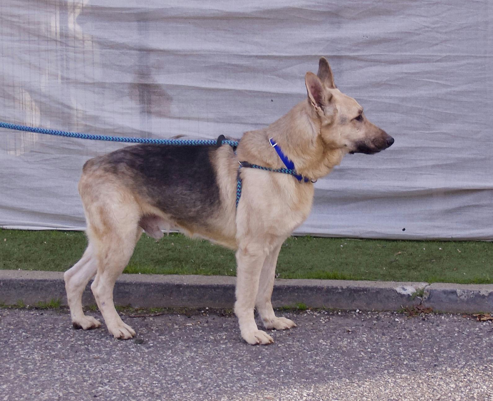 Enlarge Keenan, an adoptable Shepherd in Grass Valley, CA image 3/4