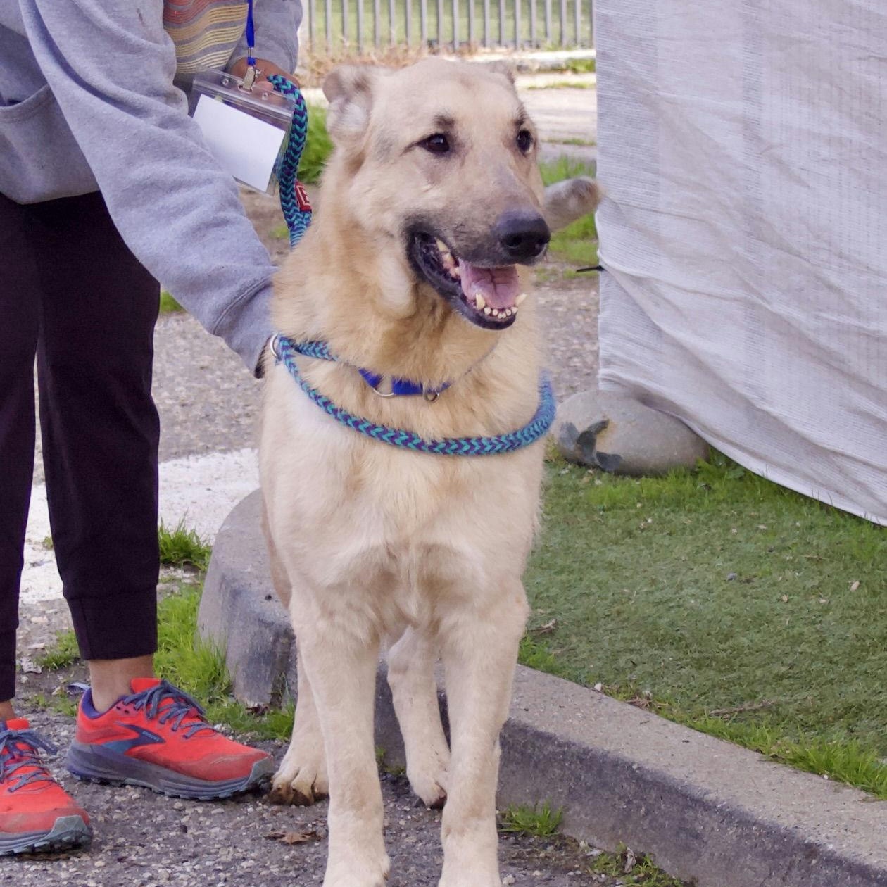 Keenan, adoptable, Adult Male Shepherd.