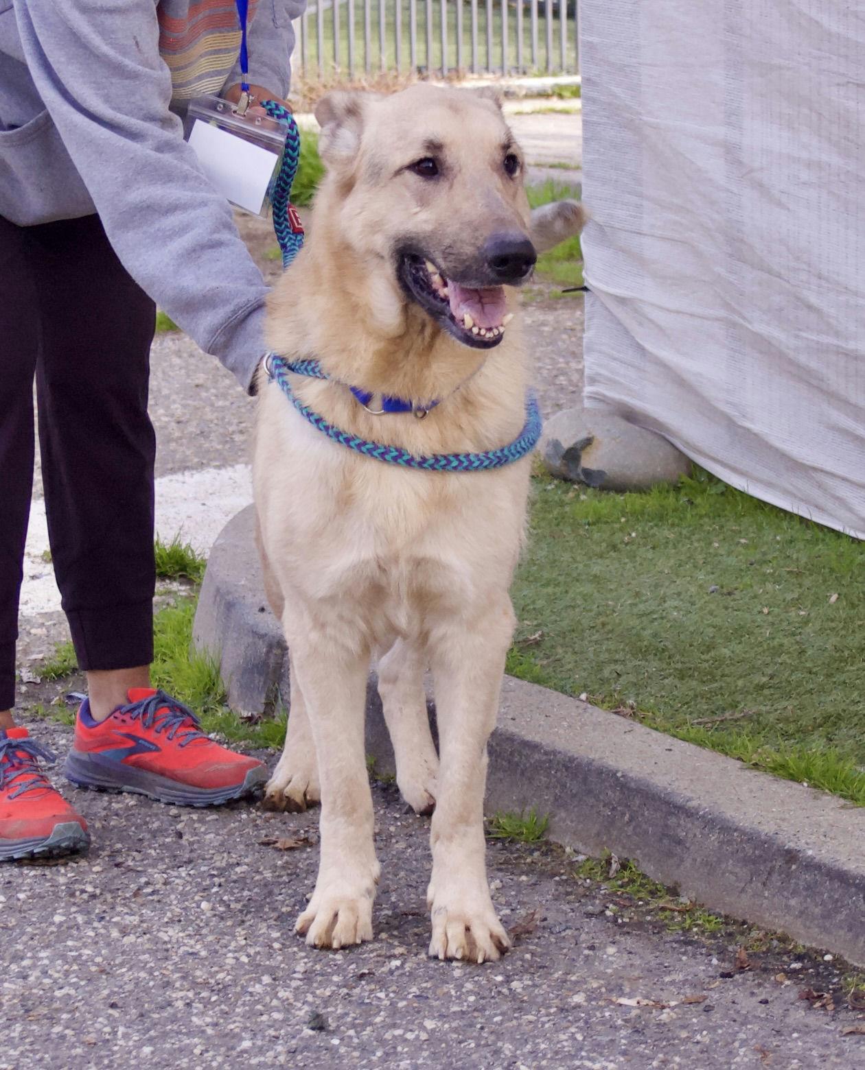Enlarge Keenan, an adoptable Shepherd in Grass Valley, CA image 2/4