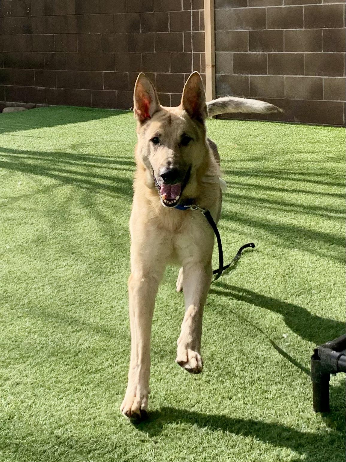 Enlarge Keenan, an adoptable Shepherd in Grass Valley, CA image 4/6