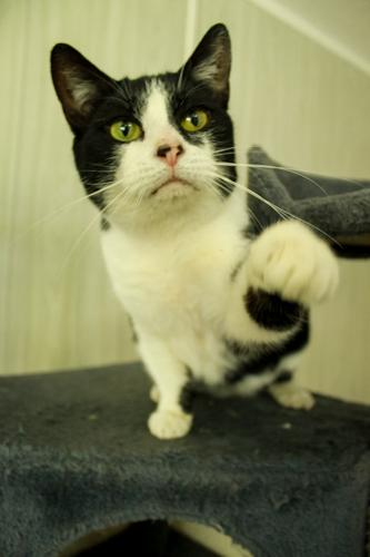 Star, Adoptable, Adult Female Domestic Short Hair.