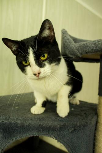 Star, a Adoptable Domestic Short Hair in Ona, WV image 2/3