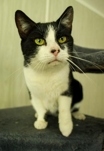 Star, a Adoptable Domestic Short Hair in Ona, WV image 3/3
