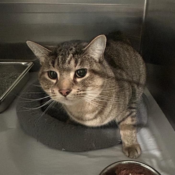 Enlarge Pajamas, a Adoptable Domestic Short Hair in Belleville, IL image 3/3