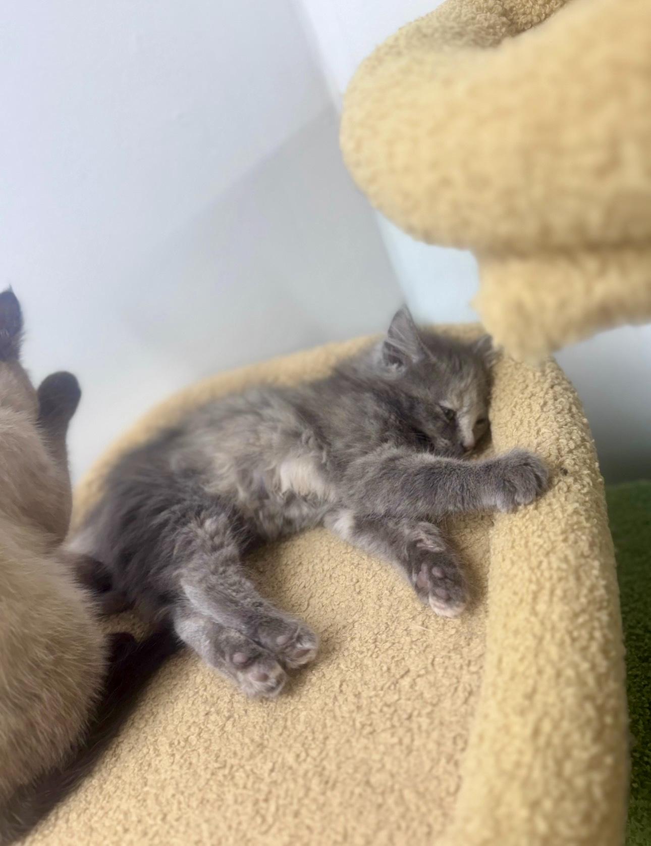 Gertie - ADOPTION PENDING, an adopted Domestic Long Hair in Cincinnati, OH image 2/6