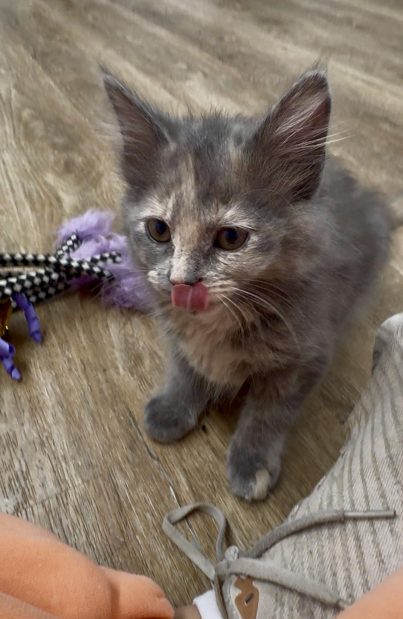 Gertie - ADOPTION PENDING, an adopted Domestic Long Hair in Cincinnati, OH image 5/6