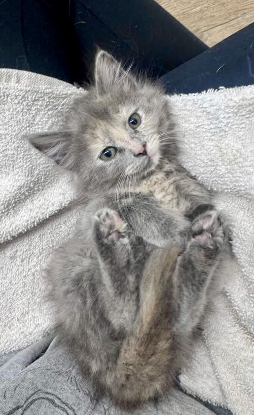 Gertie - ADOPTION PENDING, adopted, Kitten Female Domestic Long Hair.